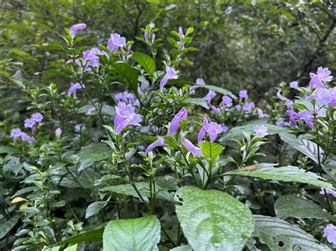 植物介紹|臺灣原生樹木推廣及媒合平臺